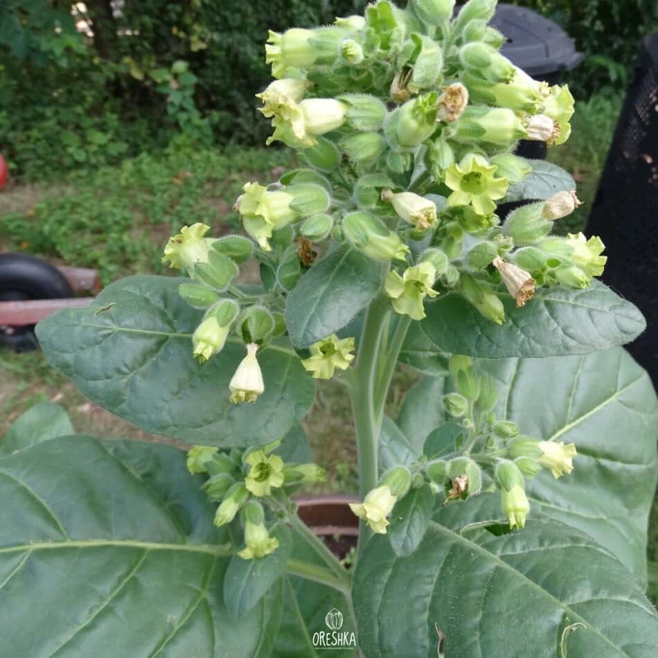 Shag Sacred Wyandot Seeds