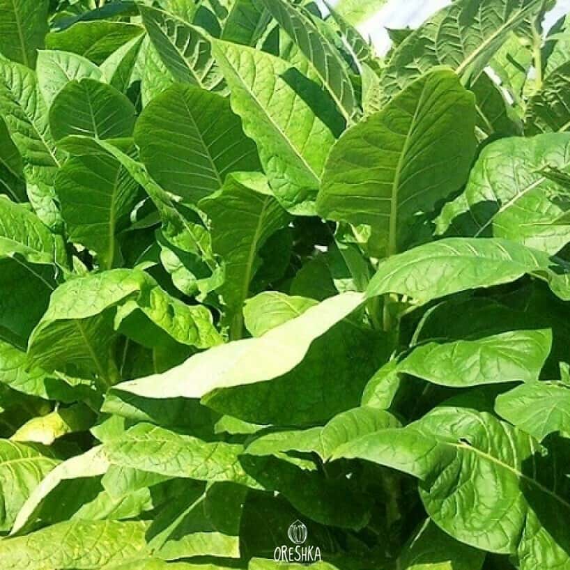 Tobacco Galicin original Seeds