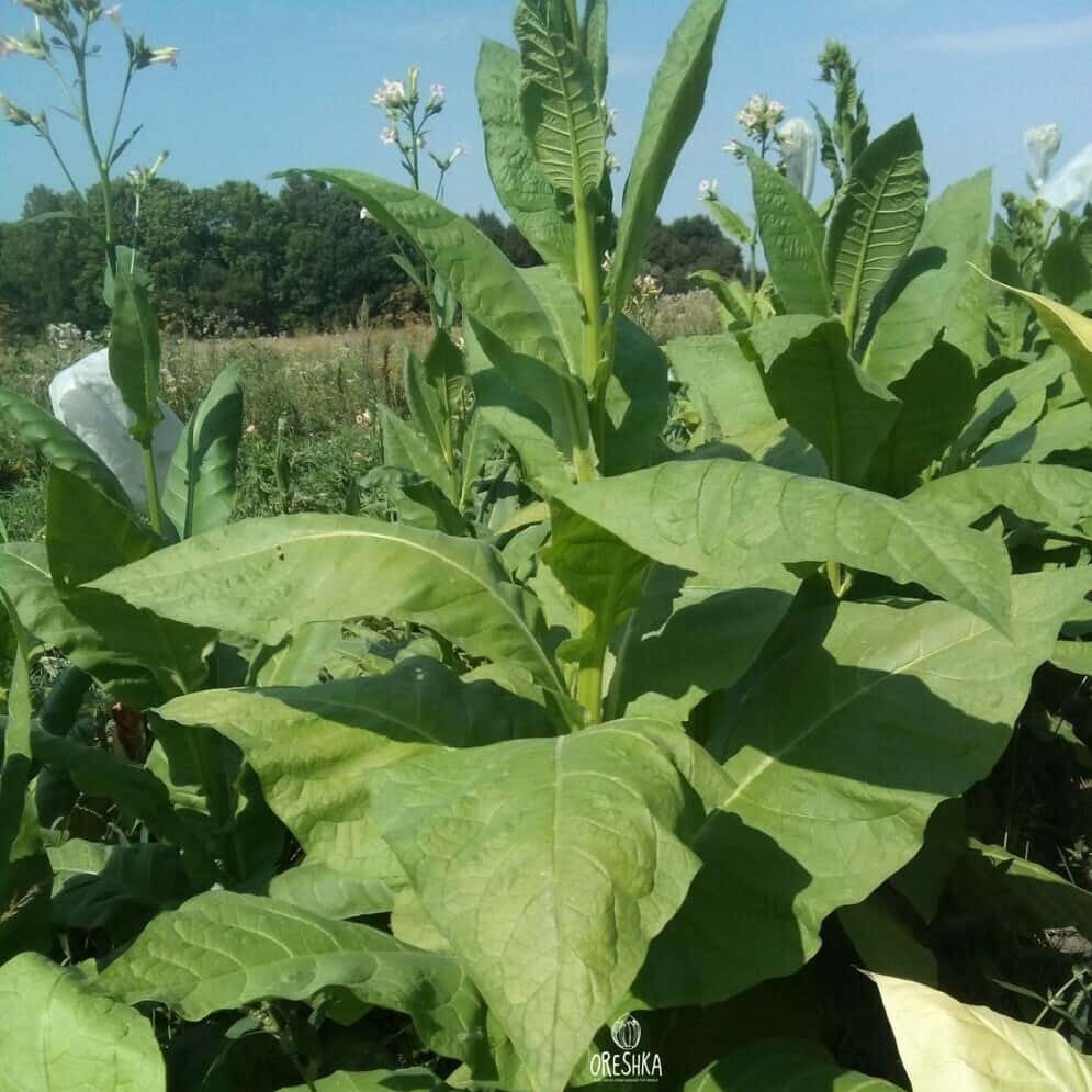 Tobacco Bravyi 200 Seeds