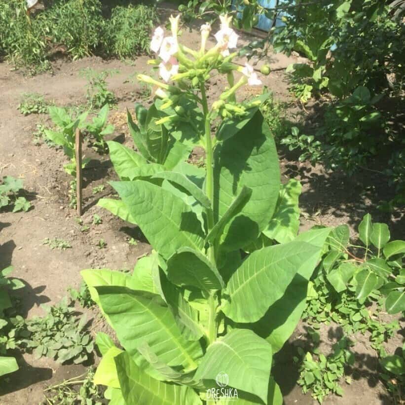 Tobacco Virginia 202 Seeds