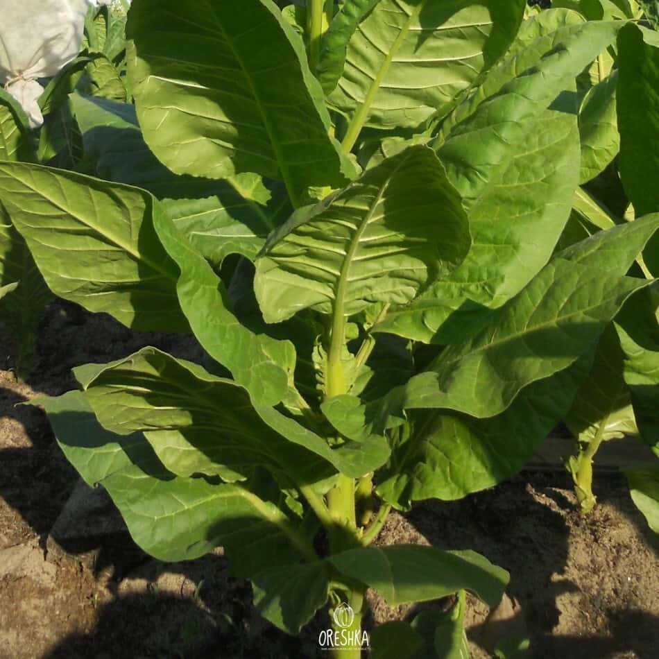 Tobacco Samsun Abk 135 Seeds