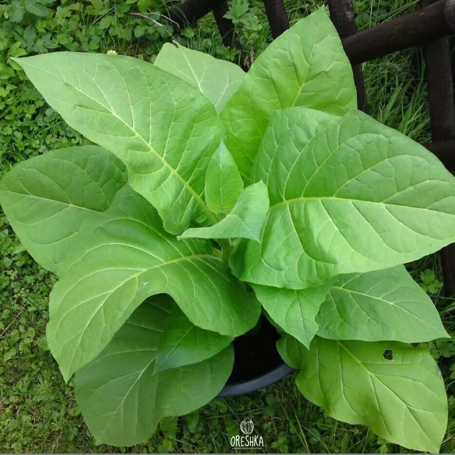 Tobacco Kentucky Burley Seeds