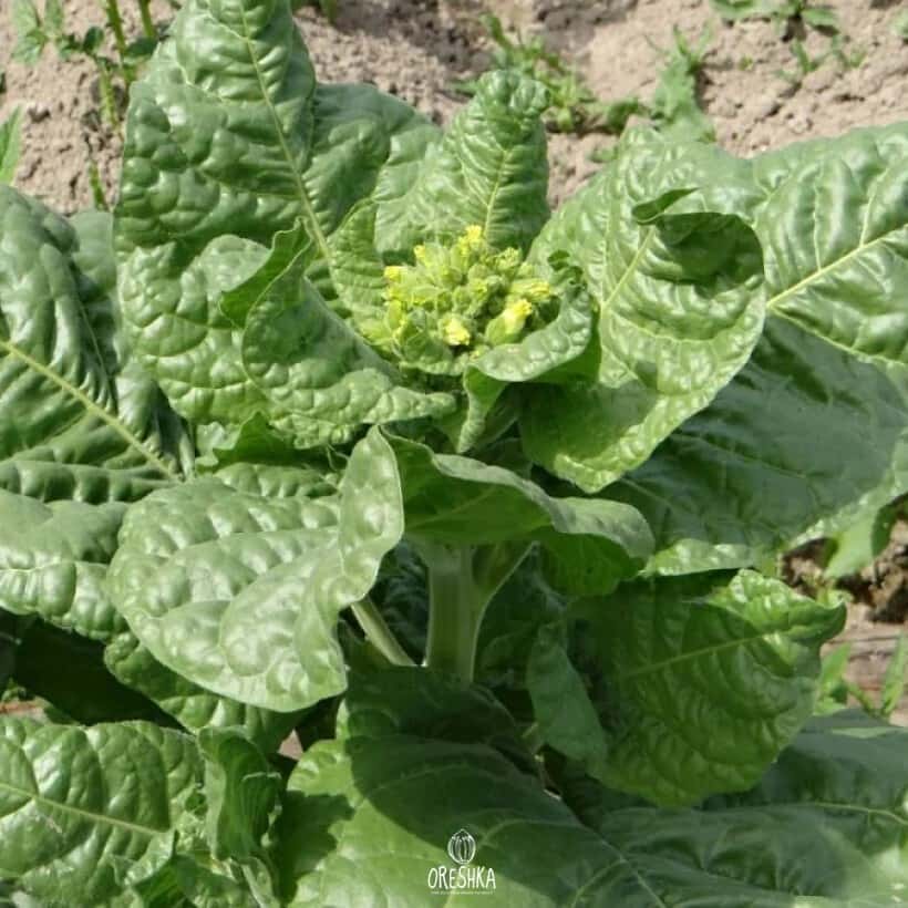 Tobacco Shag Moscow Seeds