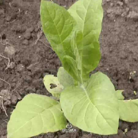 Tobacco Vuelta Abajo Seeds