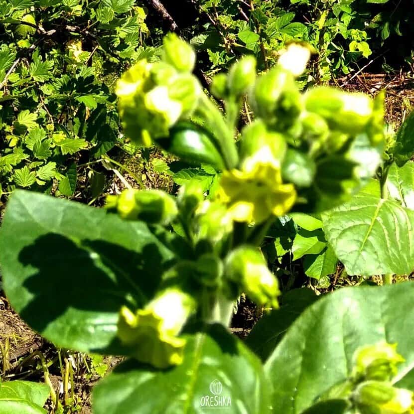 Tobacco Shag Voronezh #3 Seeds