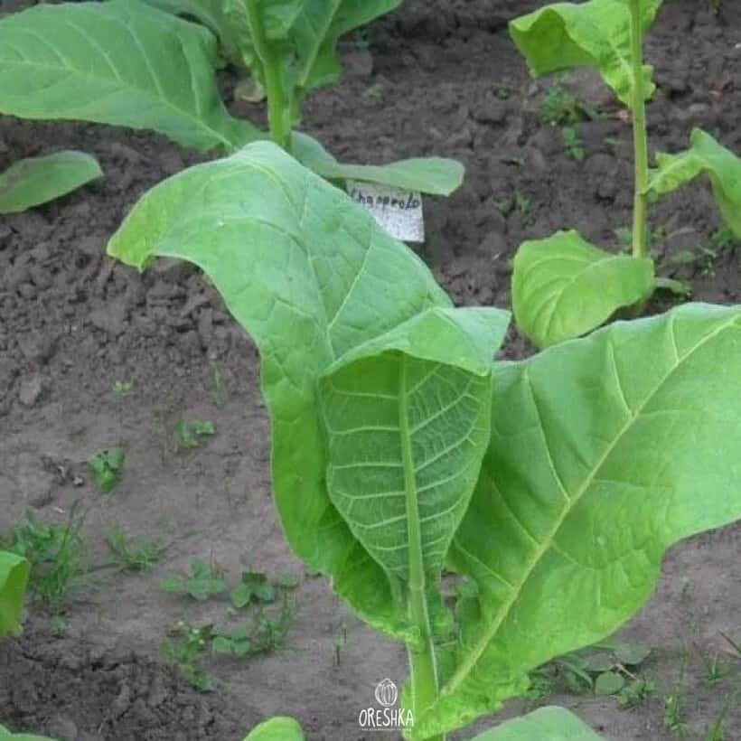 Tobacco Mus Seeds