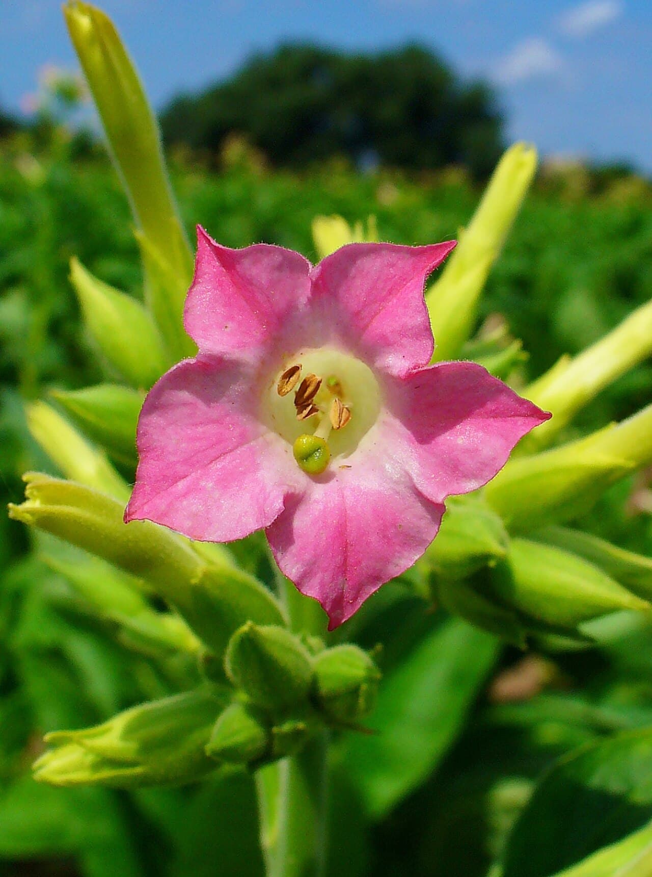 Reference image for Nicotiana tabacum