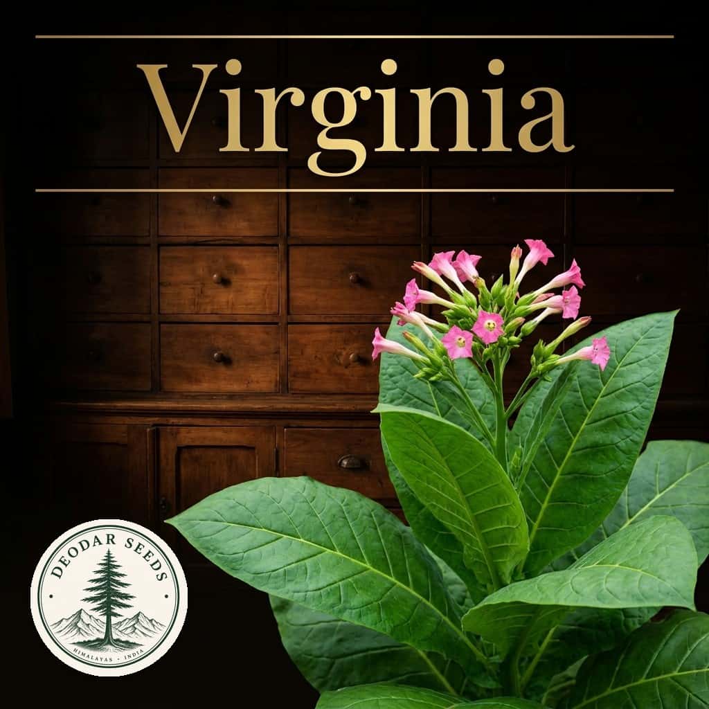 Tobacco Virginia Seeds — AI-generated kit illustration