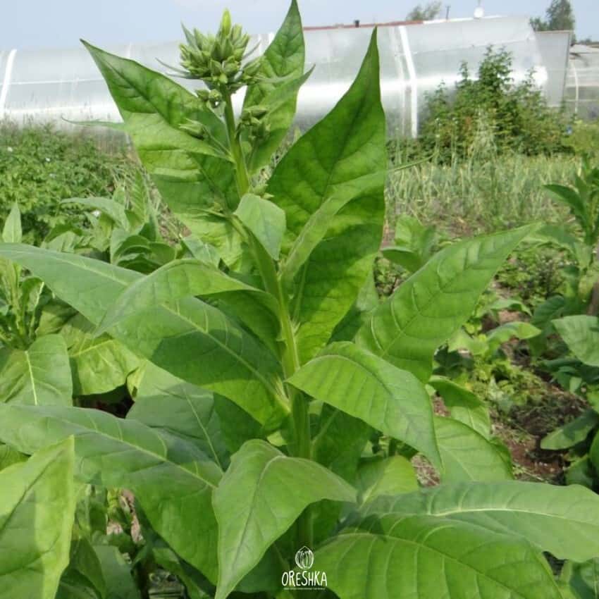 Tobacco Turkish Ushakov Seeds