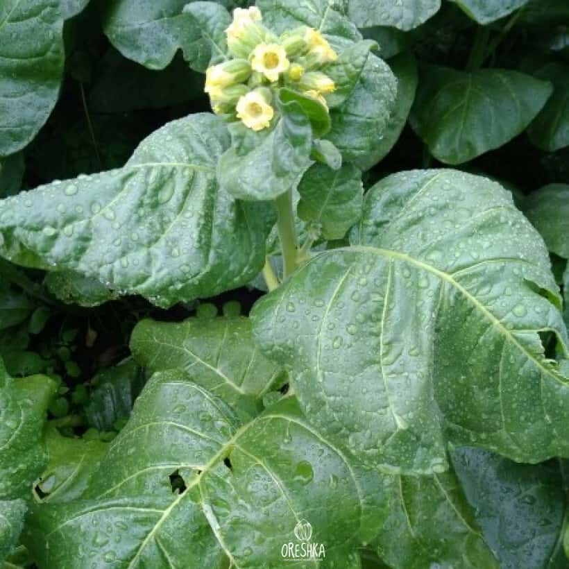 Tobacco Shag Sultan of Albania Seeds