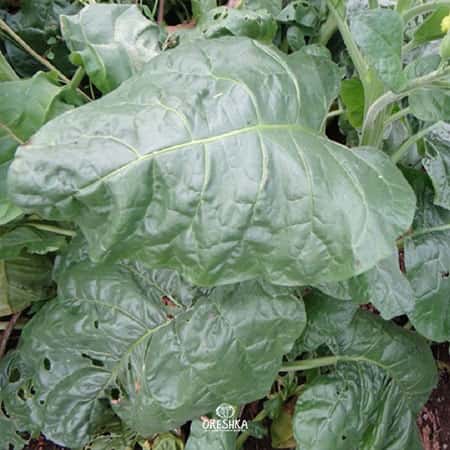 Tobacco Shag Bolshunova (Bolsunova) Seeds
