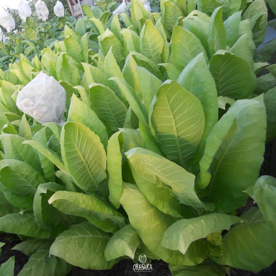 Tobacco Perspective Seeds