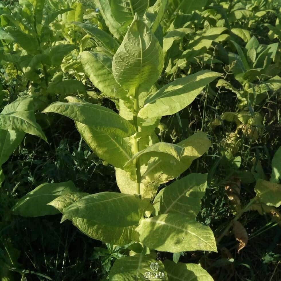 Tobacco Talgarsky Seeds
