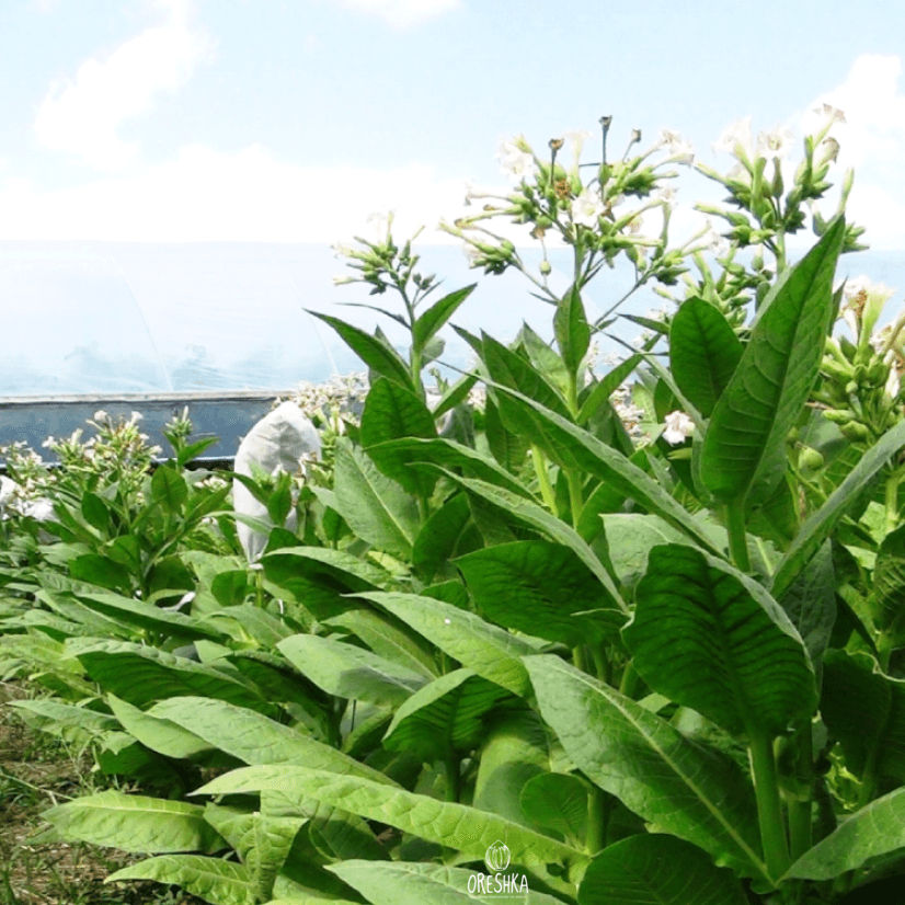 Tobacco Moldavian 456 Seeds
