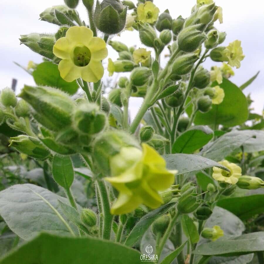Tobacco Shag Yellow 103 Seeds