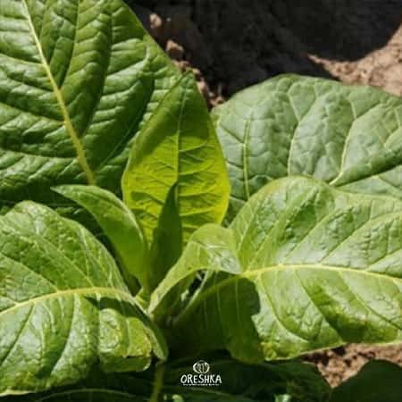 Tobacco Serebryanka Seeds