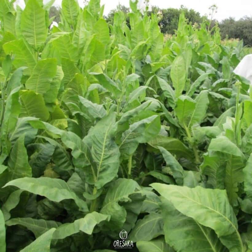 Tobacco Piłsudski Seeds