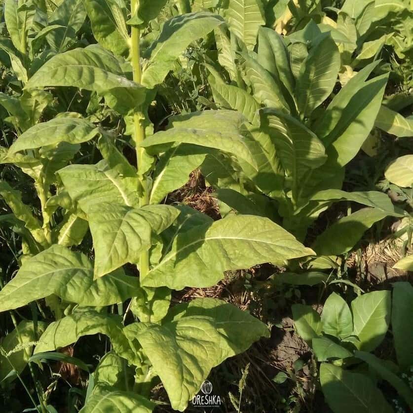 Tobacco Magnolia Seeds
