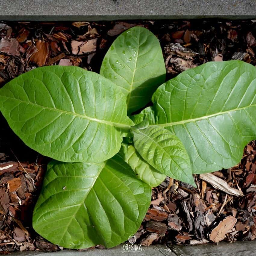 Tobacco Virginia Golta Seeds