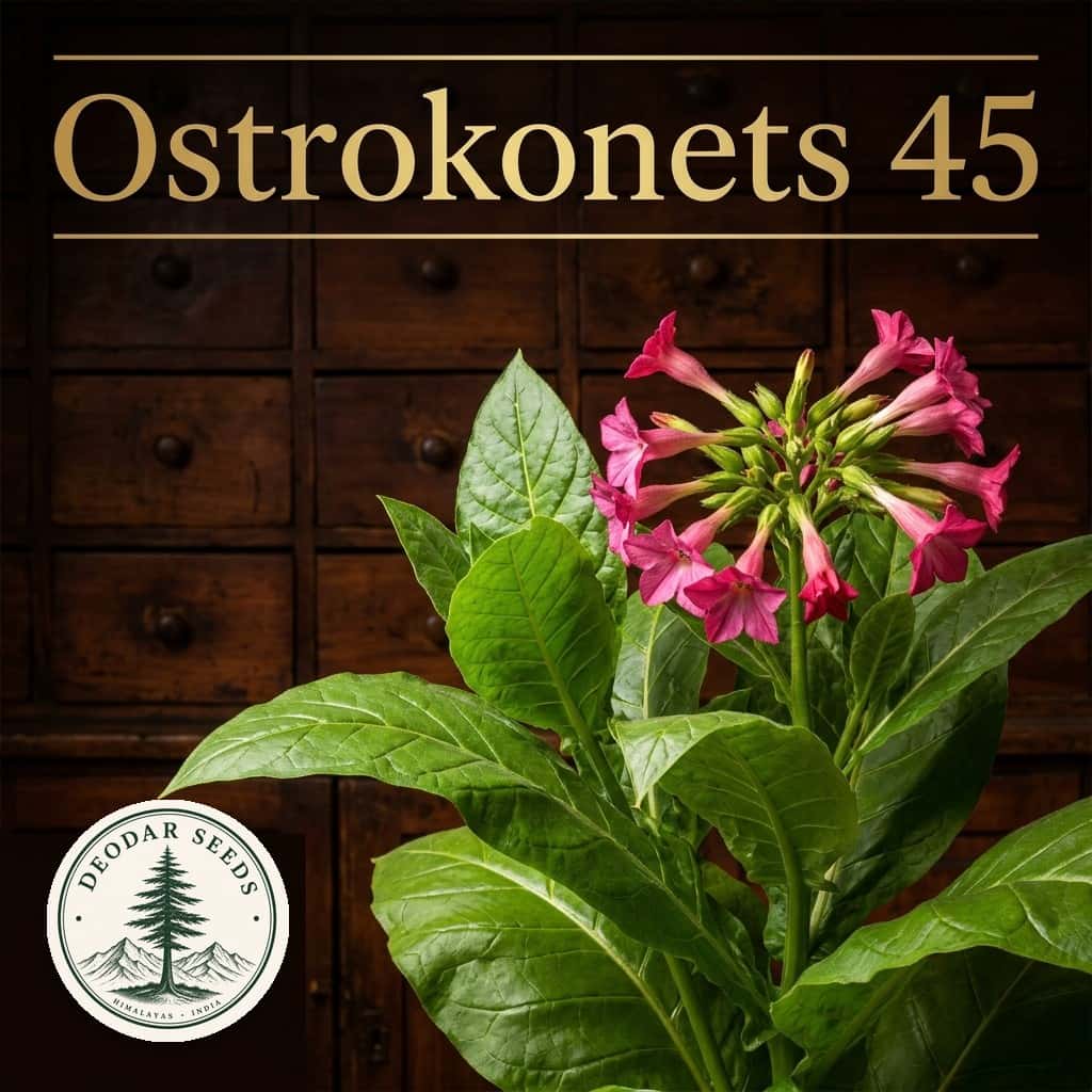 Tobacco Ostrokonets 45 Seeds — AI-generated kit illustration