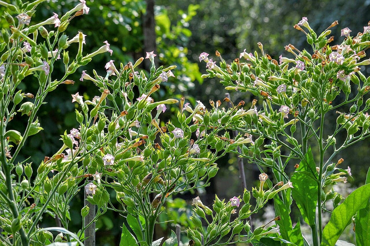 Reference image for Nicotiana tabacum
