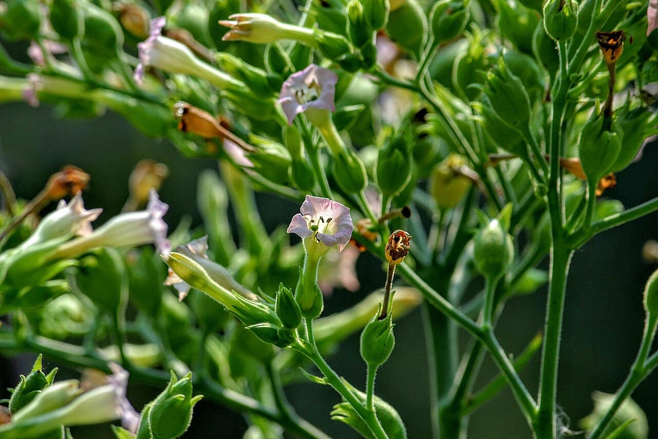 Reference image for Nicotiana tabacum