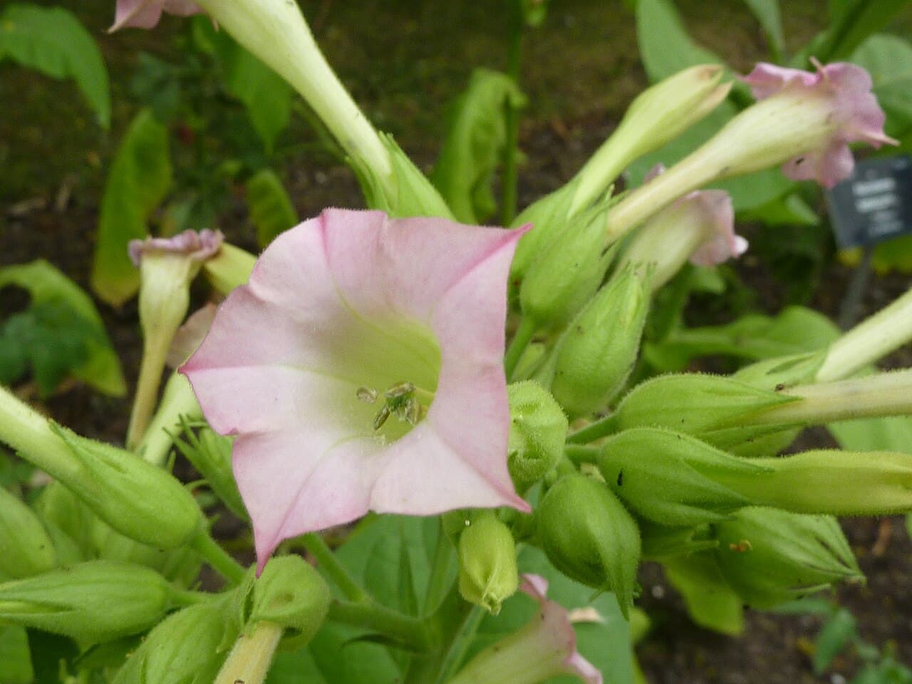 Reference image for Nicotiana tabacum