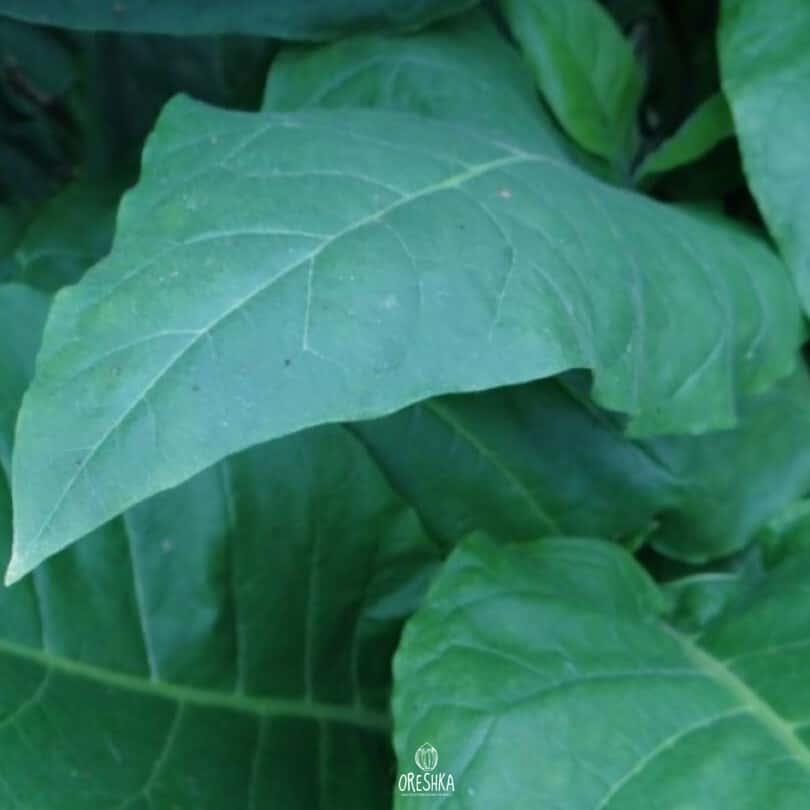 Tobacco Prilukskiy 75 Seeds