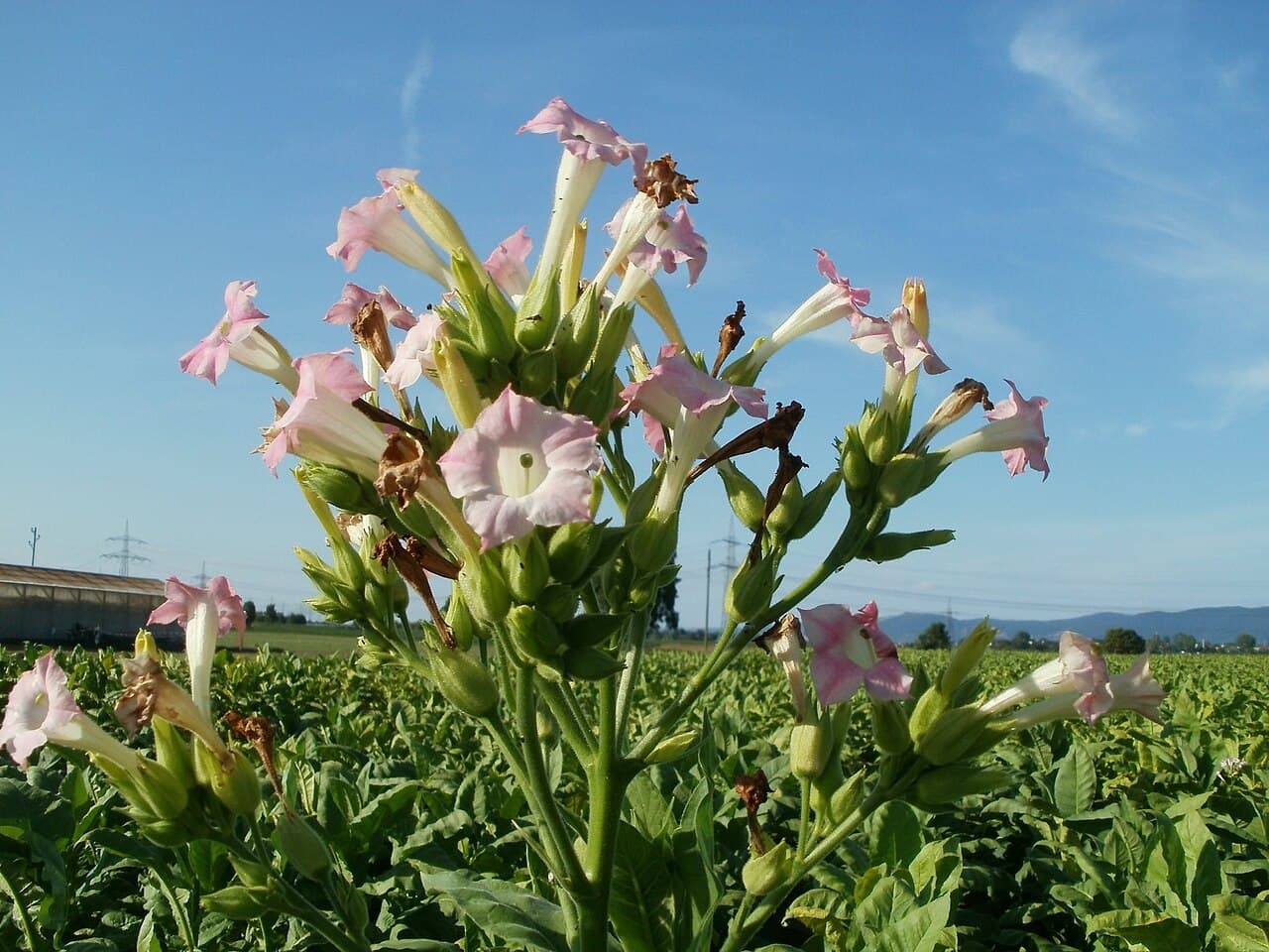Reference image for Nicotiana tabacum