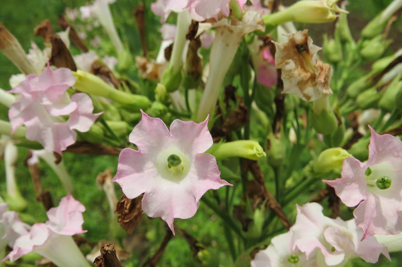 Reference image for Nicotiana tabacum