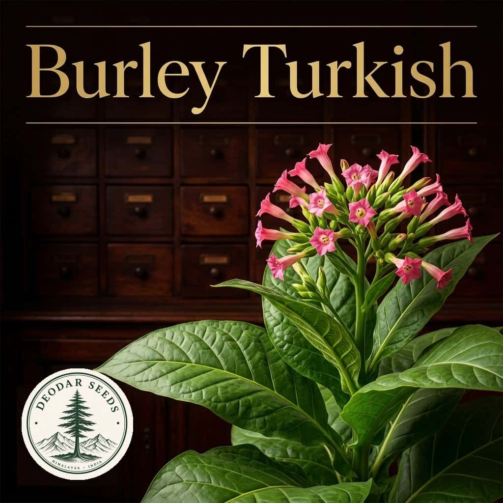 Tobacco Burley Turkish Seeds — AI-generated kit illustration