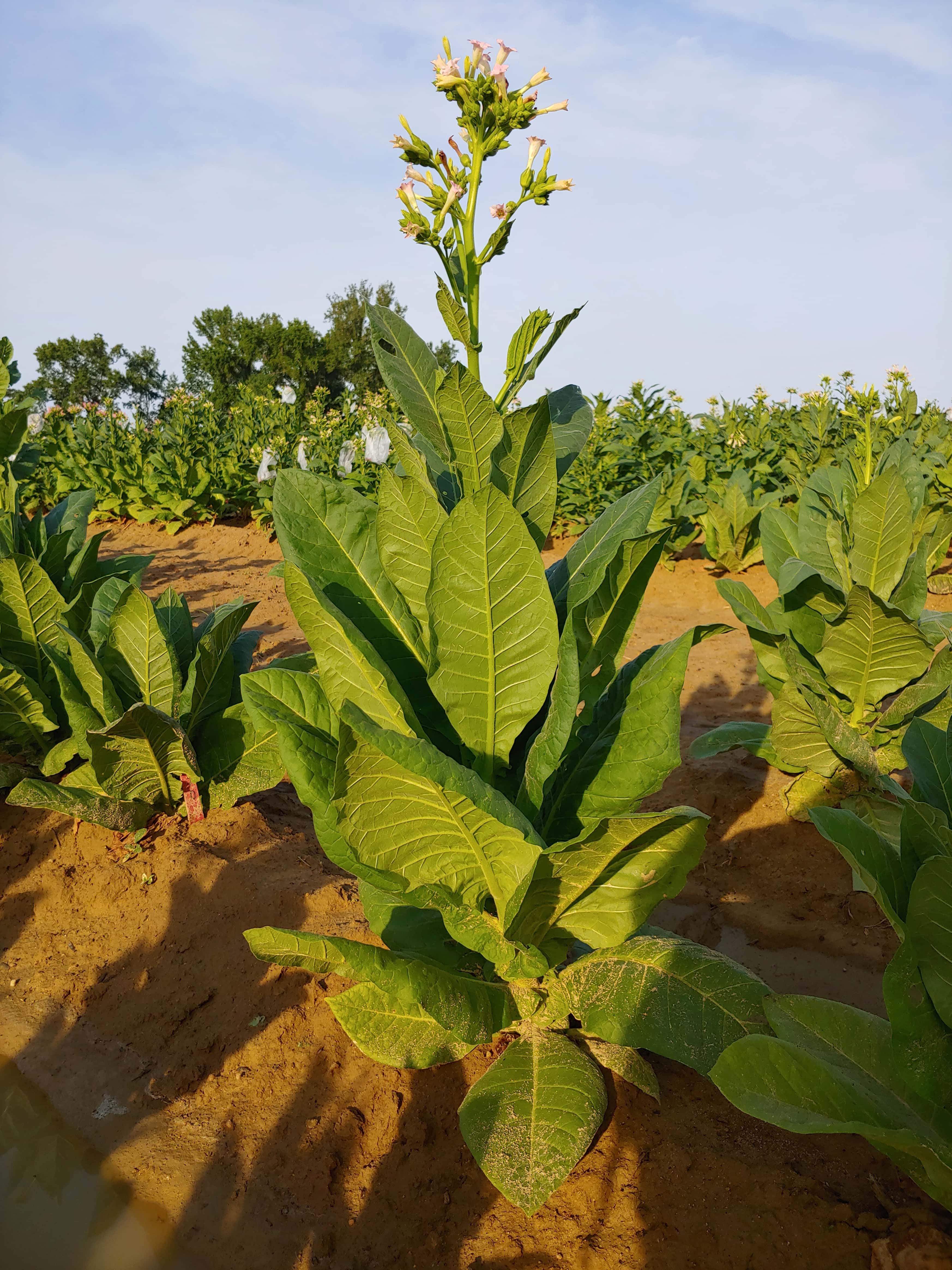 Tobacco Havana 307 Seeds