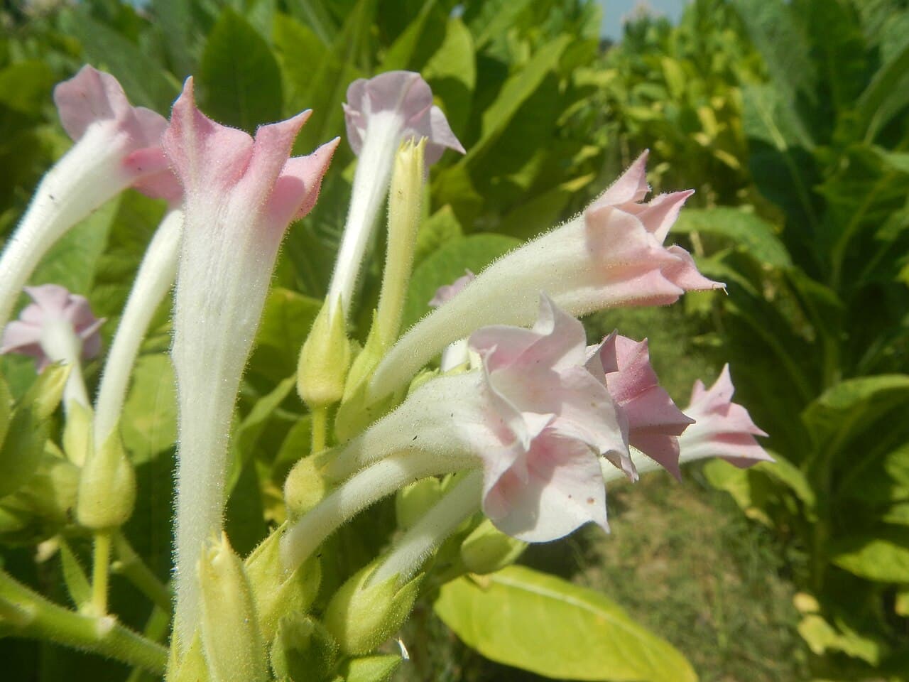 Reference image for Nicotiana tabacum