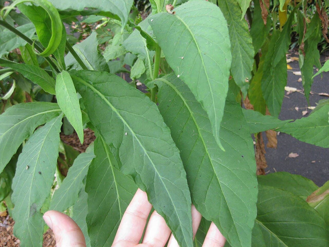 Reference image for Nicotiana tabacum