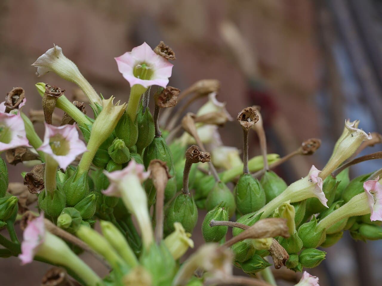 Reference image for Nicotiana tabacum