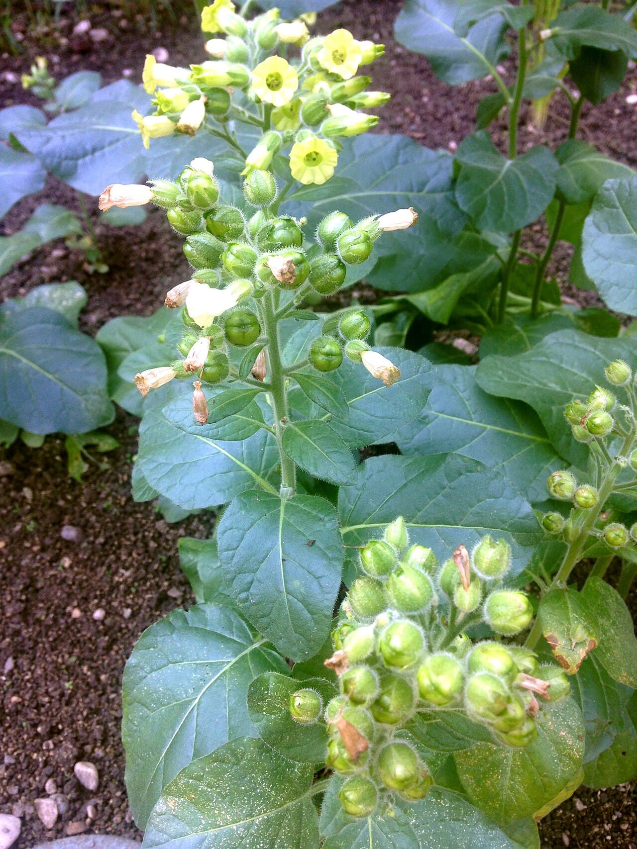 Reference image for Nicotiana rustica