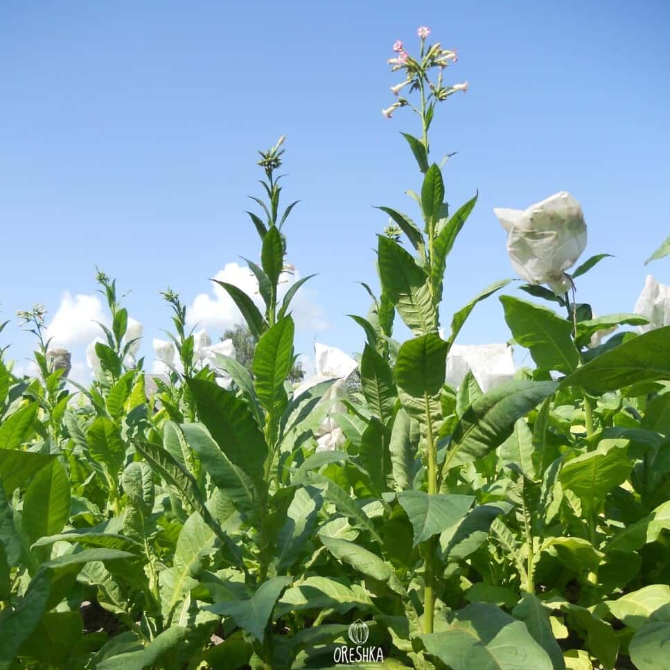 Tobacco Perique Seeds