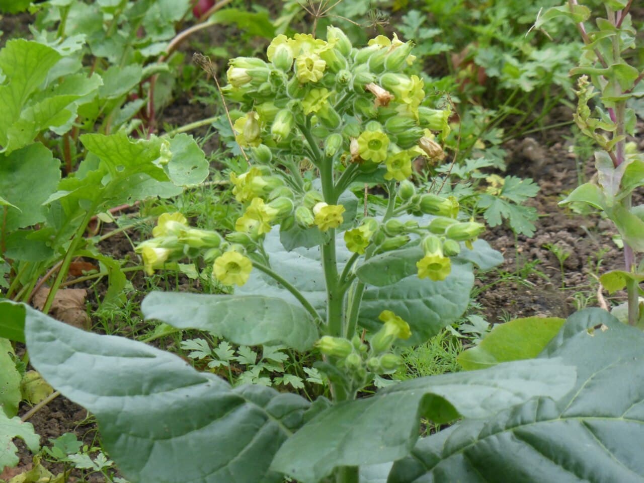 Reference image for Nicotiana rustica