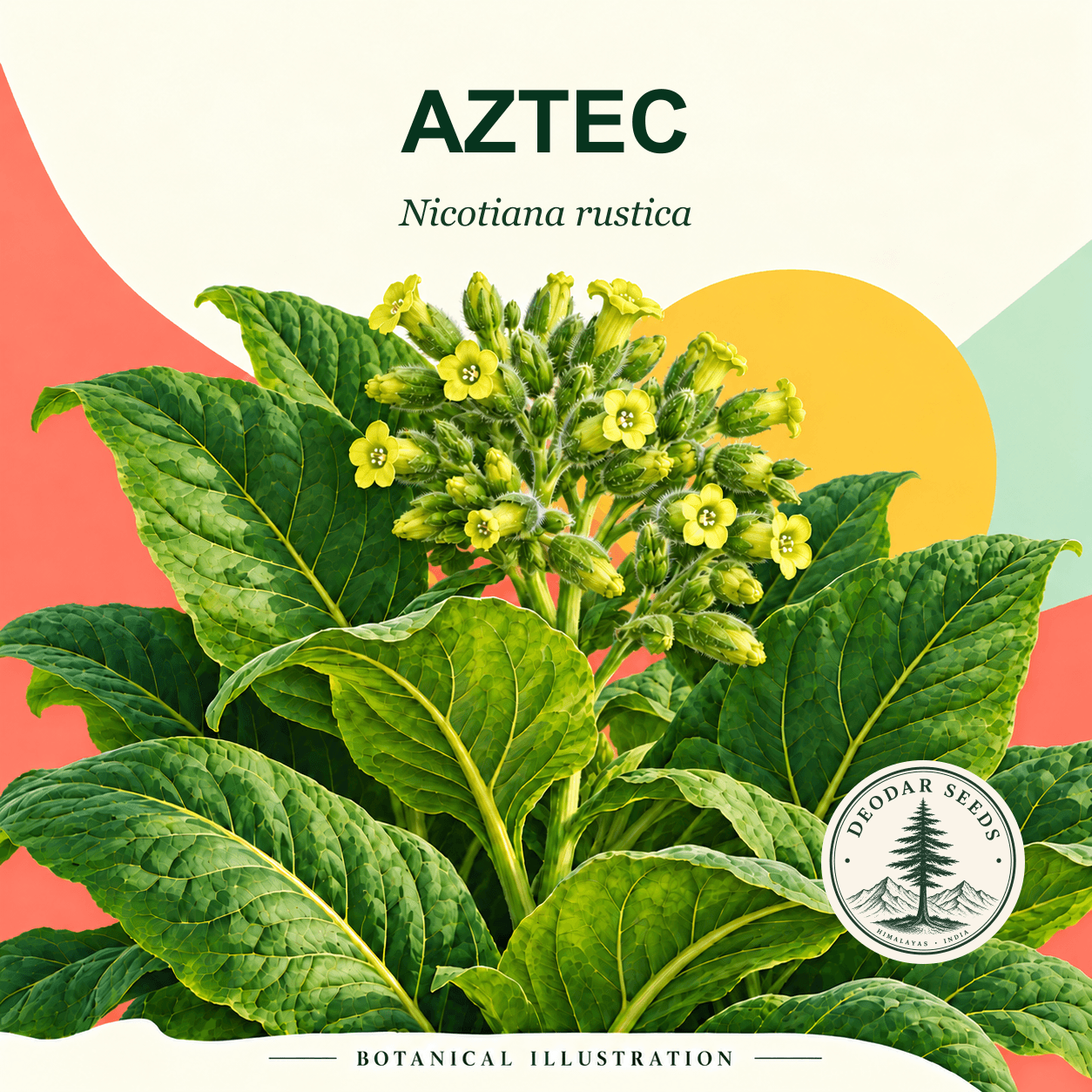 Illustrated cover: AZTEC (Nicotiana rustica)