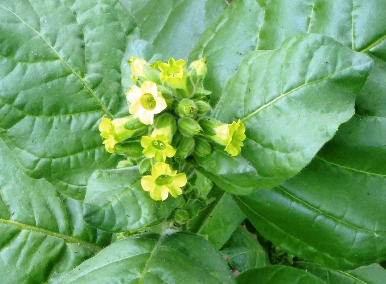 Reference image for Nicotiana rustica