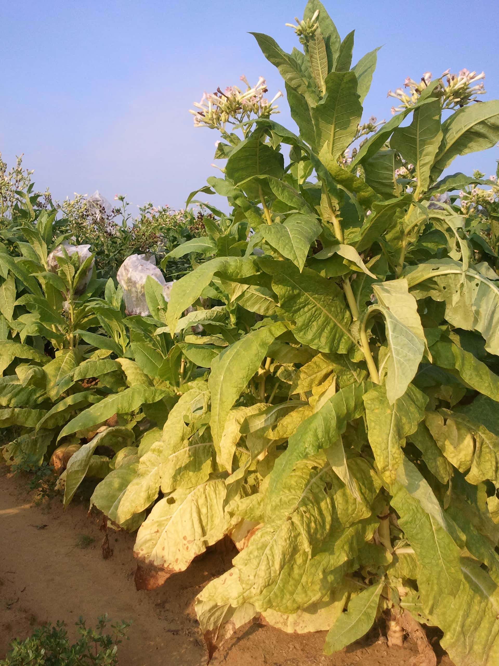 Tobacco Burley 24 Seeds