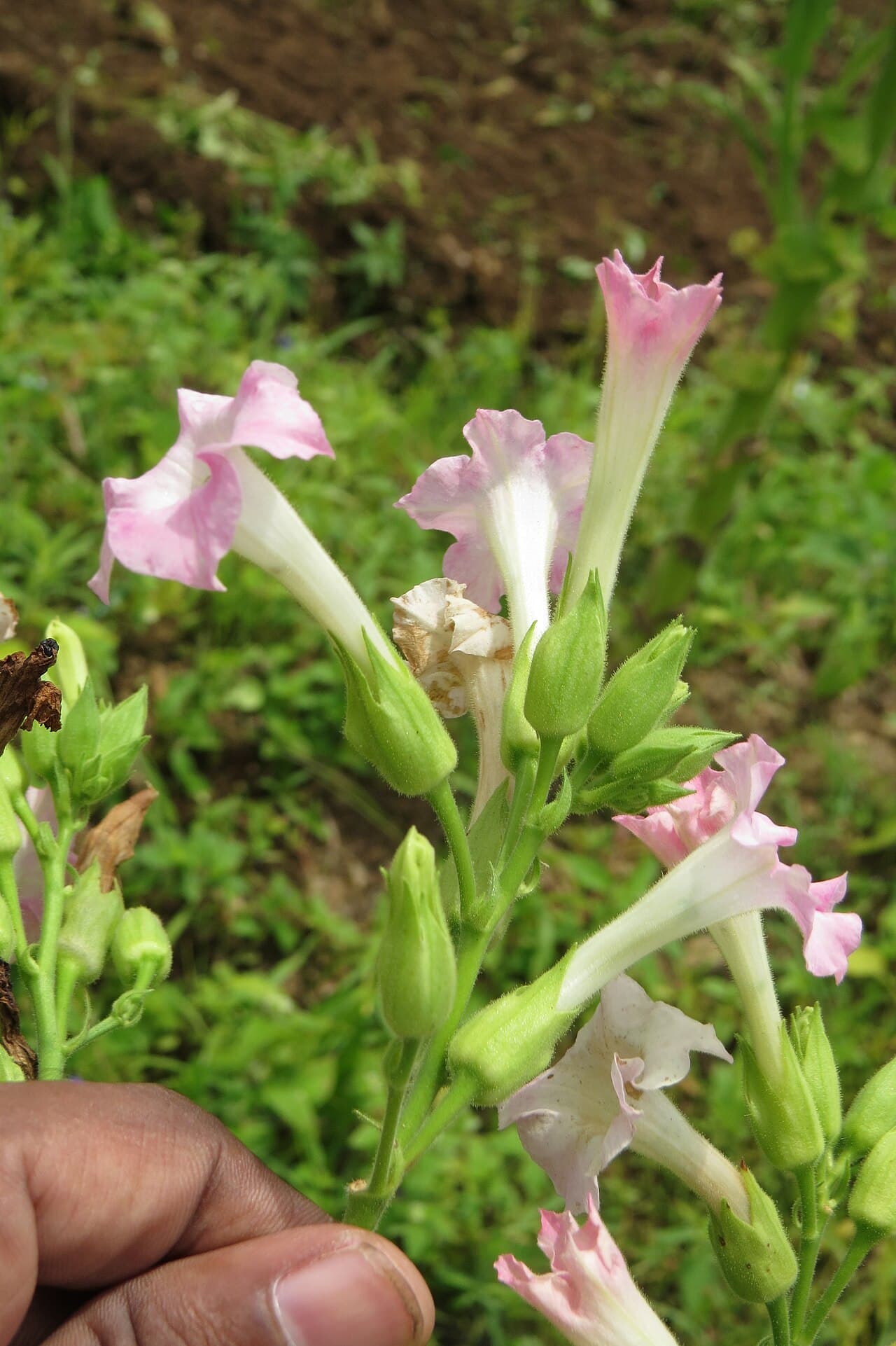 Reference image for Nicotiana tabacum