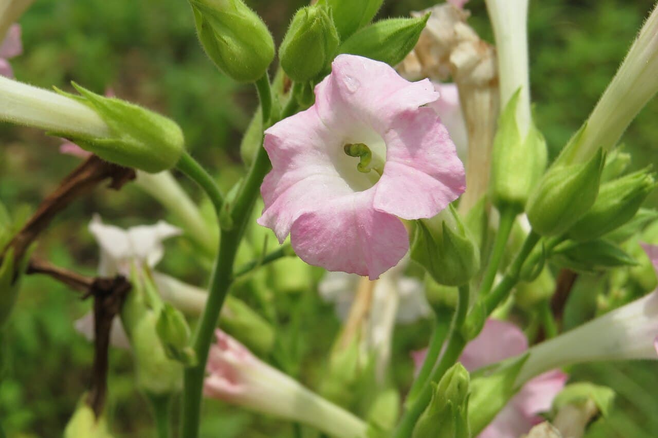 Reference image for Nicotiana tabacum