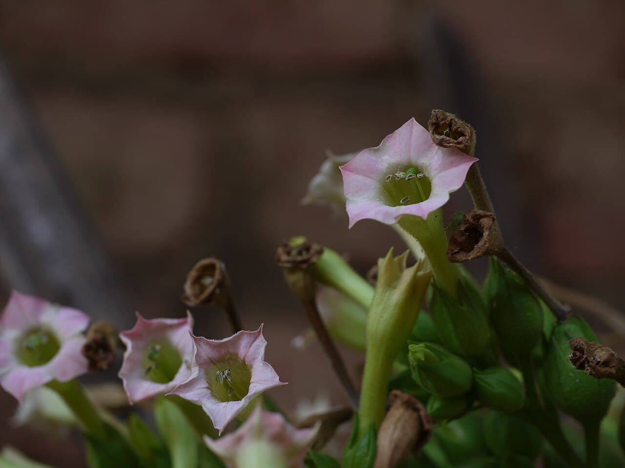 Reference image for Nicotiana tabacum