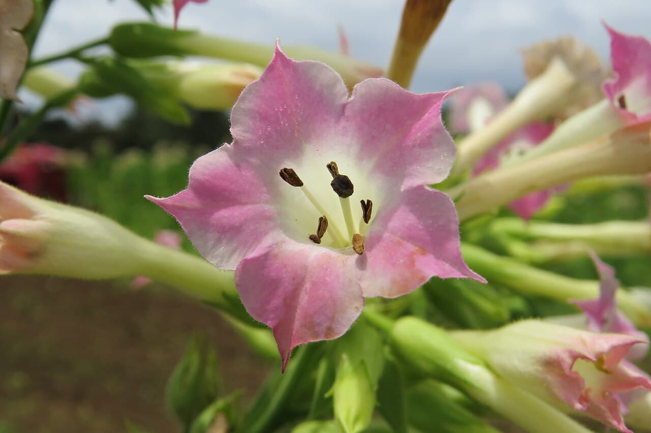 Reference image for Nicotiana tabacum