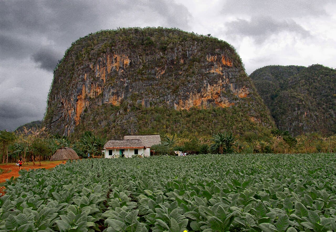 Reference image for Nicotiana tabacum