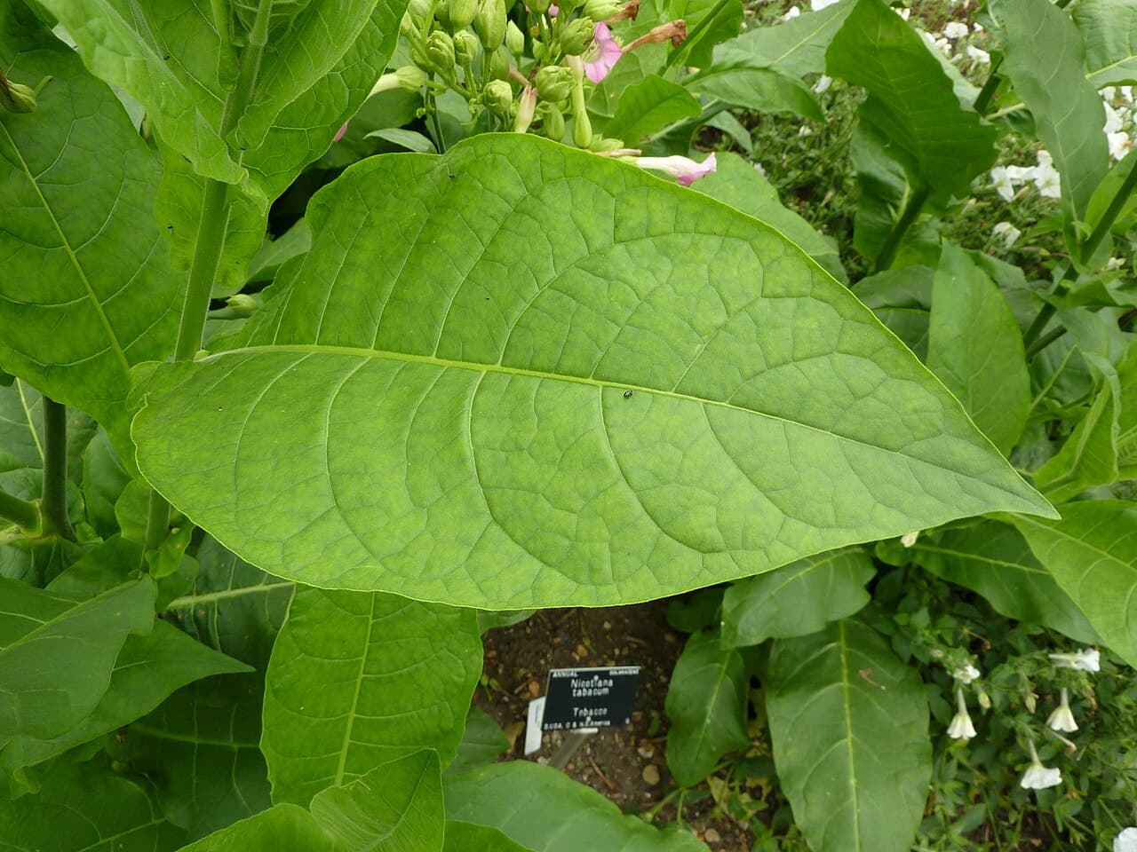 Reference image for Nicotiana tabacum