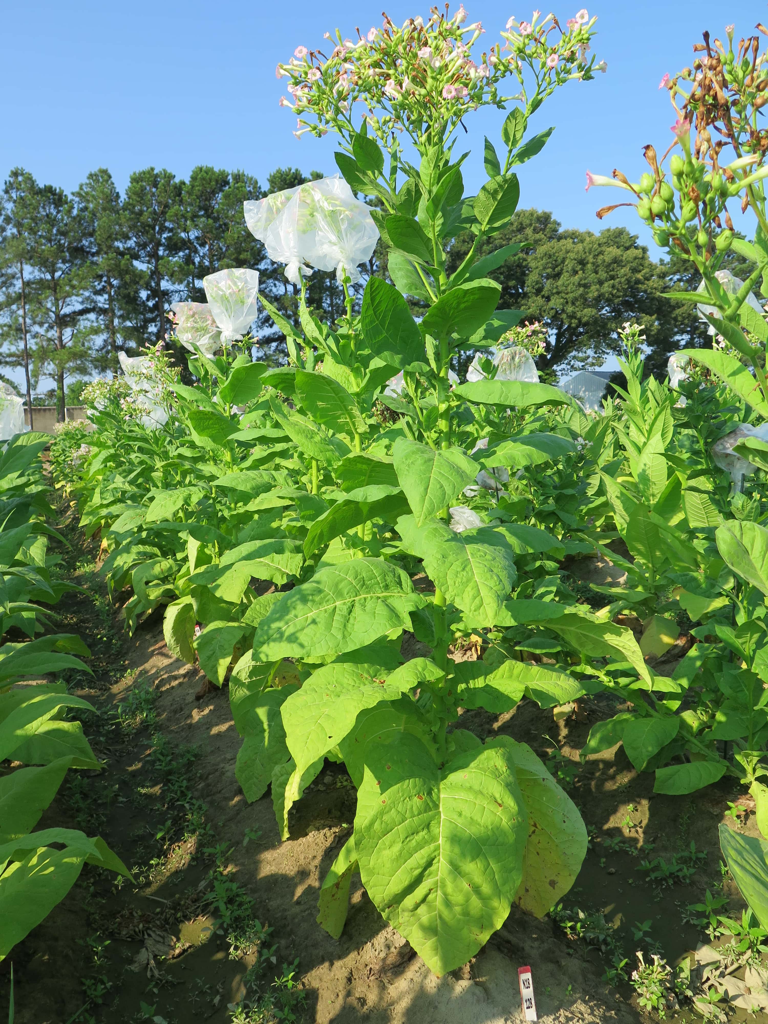 Tobacco Djebel 174 Seeds