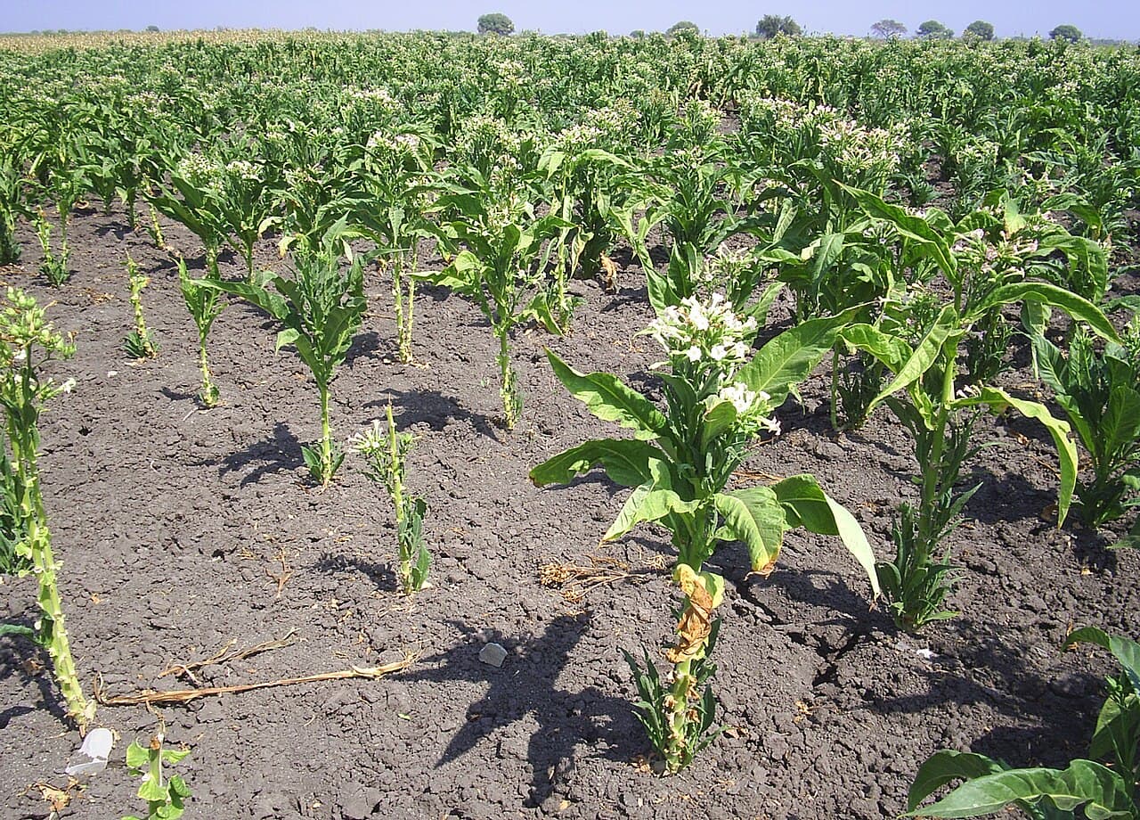 Reference image for Nicotiana tabacum