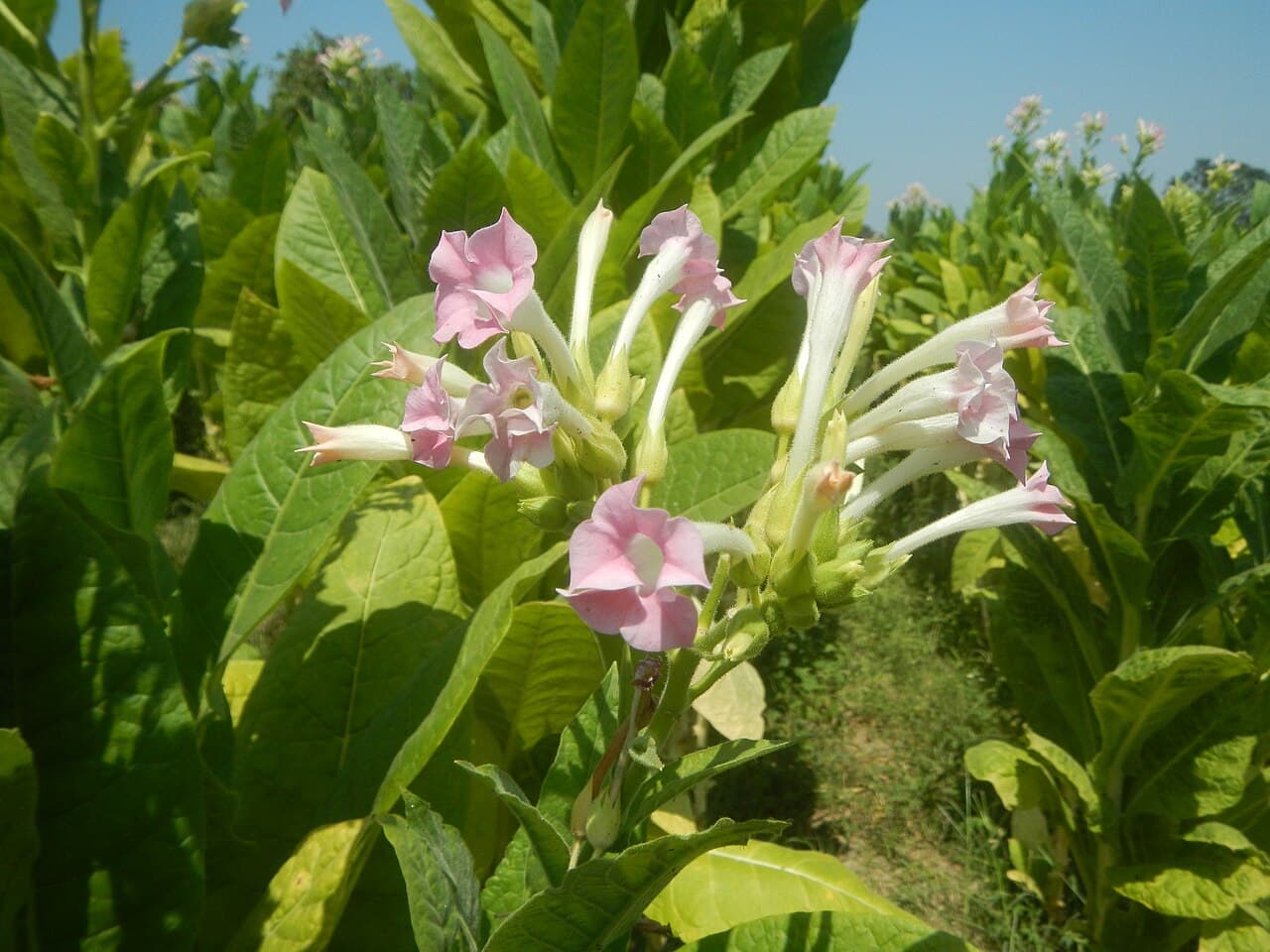 Reference image for Nicotiana tabacum